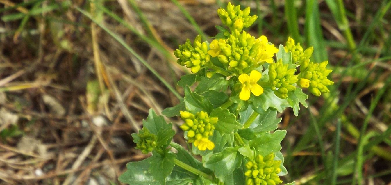 Barbarea vulgaris / Erba di Santa Barbara comune