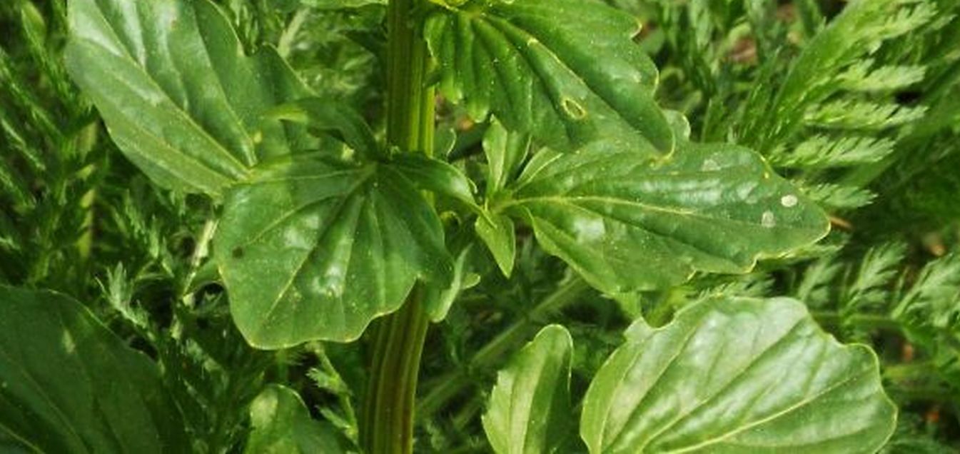 Barbarea vulgaris / Erba di Santa Barbara comune