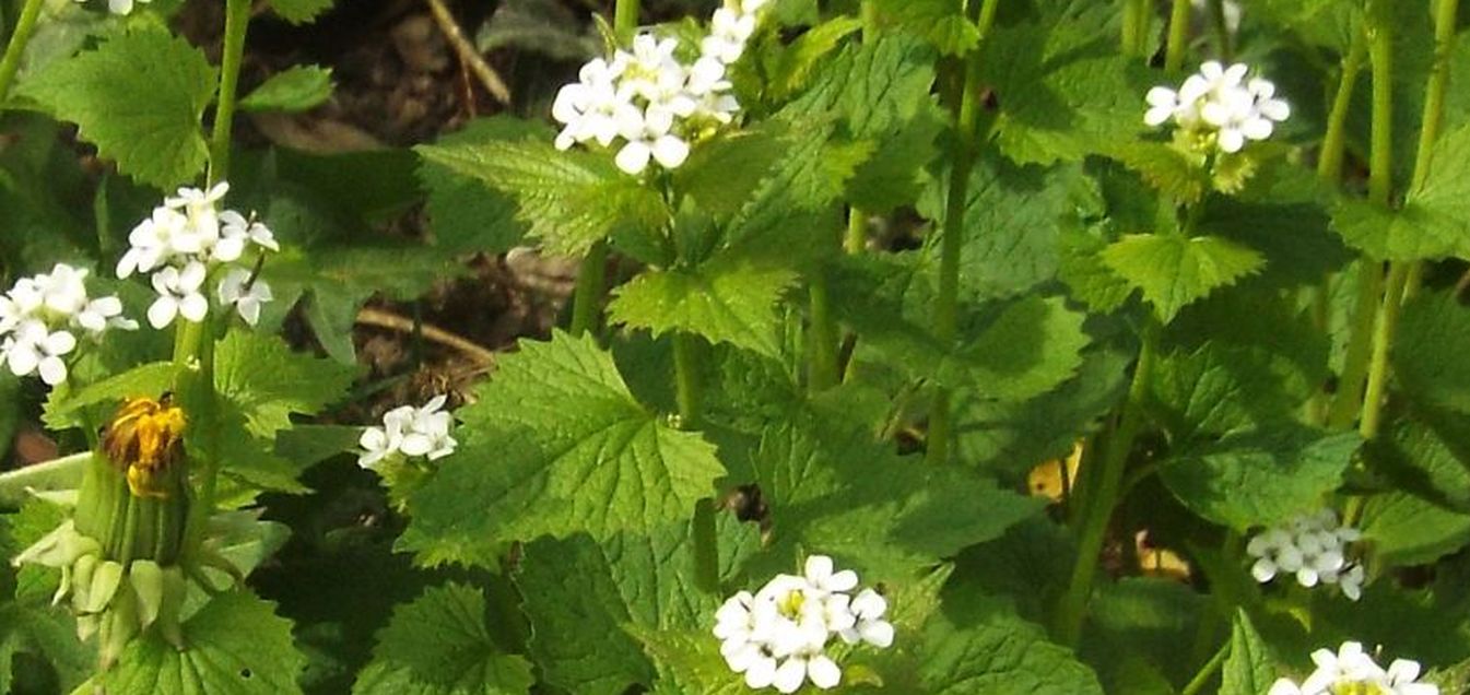 Alliaria petiolata / Alliaria comune