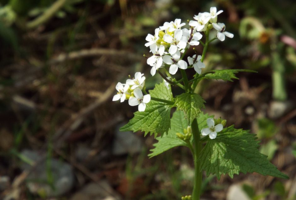 Alliaria petiolata / Alliaria comune