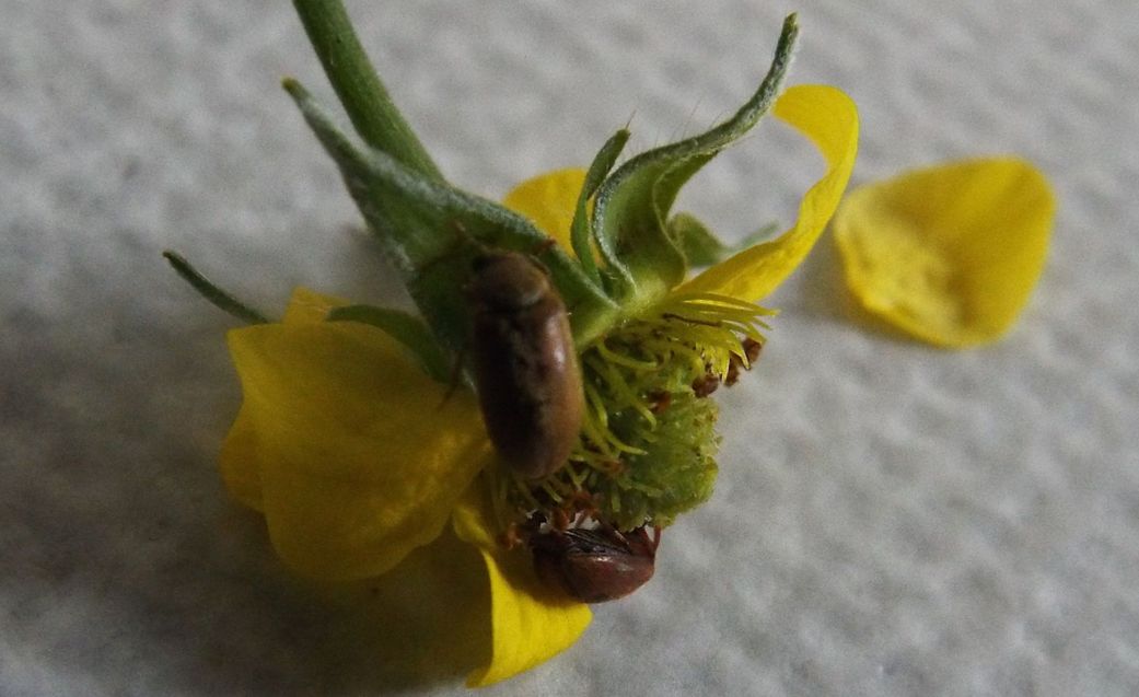 Byturidae:  Byturus sp. (B. ochraceus o B. tomentosus)
