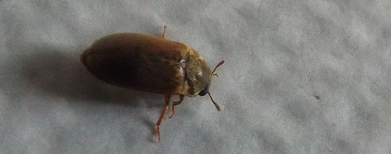Byturidae:  Byturus sp. (B. ochraceus o B. tomentosus)