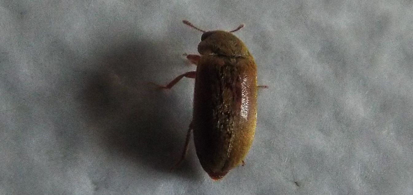 Byturidae:  Byturus sp. (B. ochraceus o B. tomentosus)