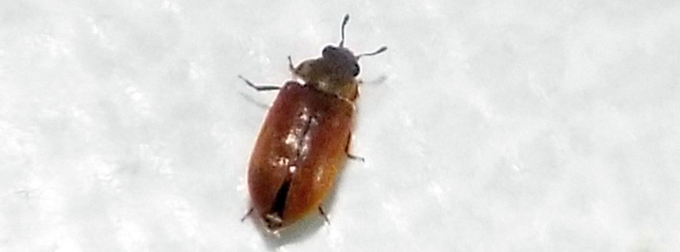 Byturidae:  Byturus sp. (B. ochraceus o B. tomentosus)