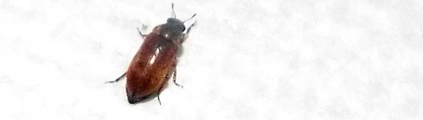 Byturidae:  Byturus sp. (B. ochraceus o B. tomentosus)
