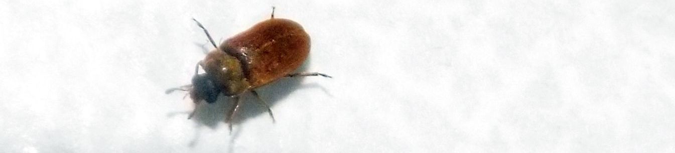 Byturidae:  Byturus sp. (B. ochraceus o B. tomentosus)