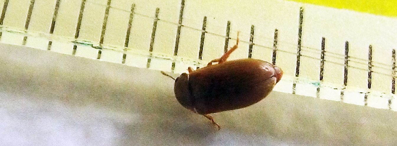 Byturidae:  Byturus sp. (B. ochraceus o B. tomentosus)