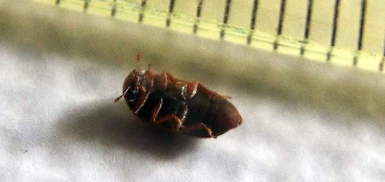 Byturidae:  Byturus sp. (B. ochraceus o B. tomentosus)