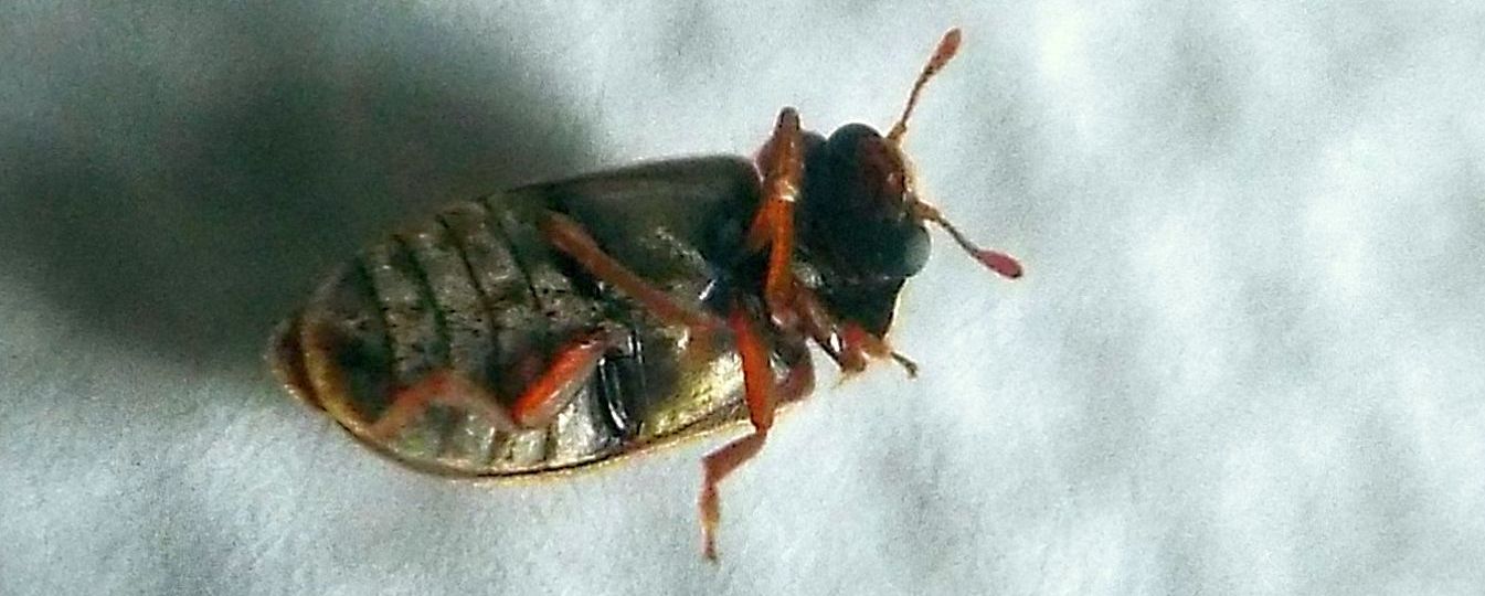 Byturidae:  Byturus sp. (B. ochraceus o B. tomentosus)
