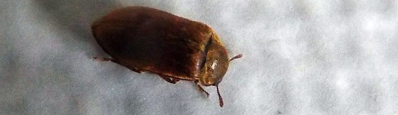 Byturidae:  Byturus sp. (B. ochraceus o B. tomentosus)