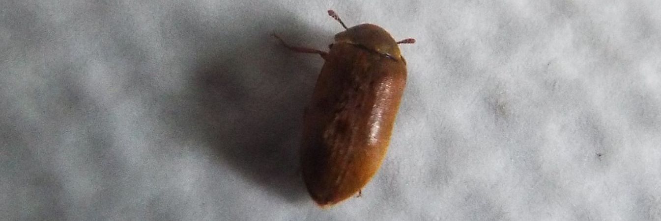 Byturidae:  Byturus sp. (B. ochraceus o B. tomentosus)