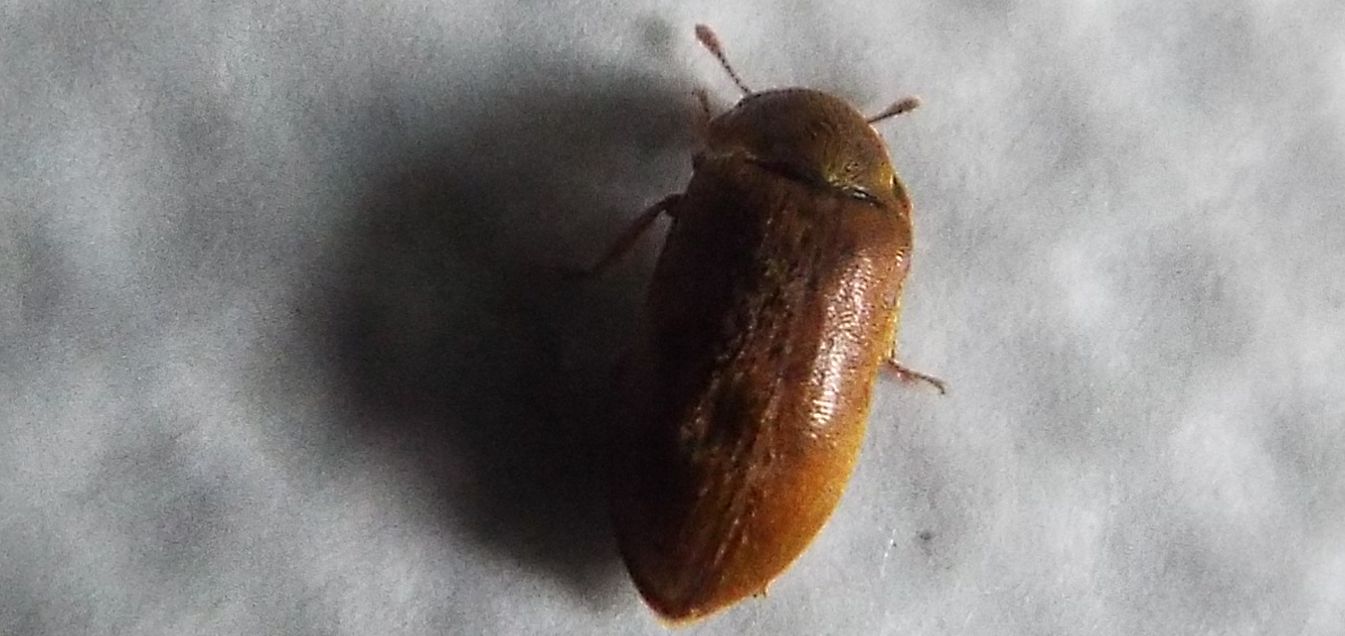 Byturidae:  Byturus sp. (B. ochraceus o B. tomentosus)