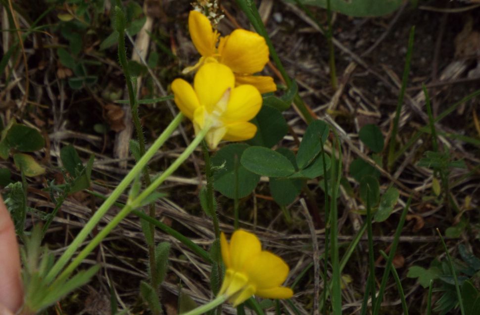 Ranunculus bulbosus