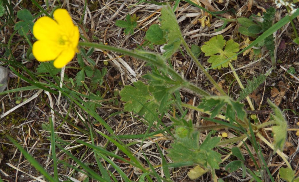 Ranunculus bulbosus