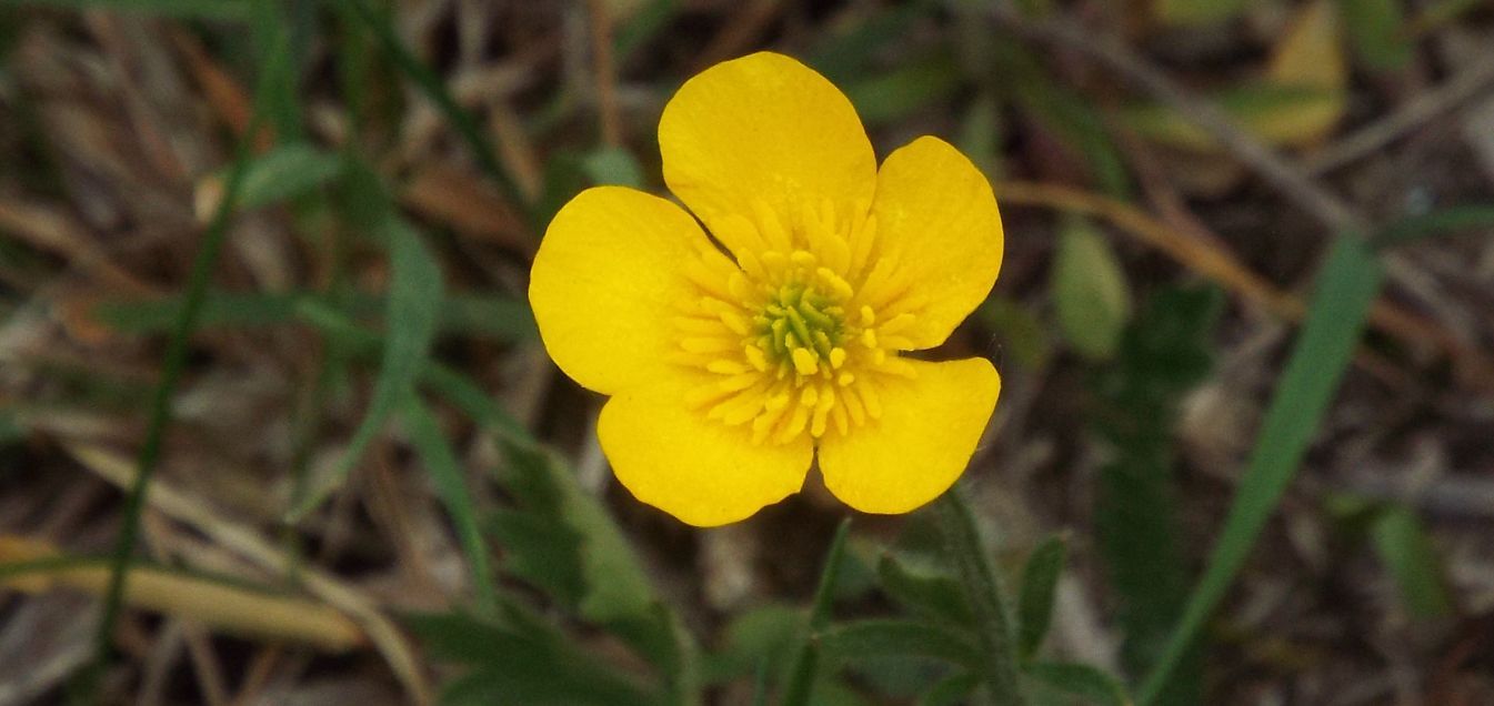 Ranunculus bulbosus