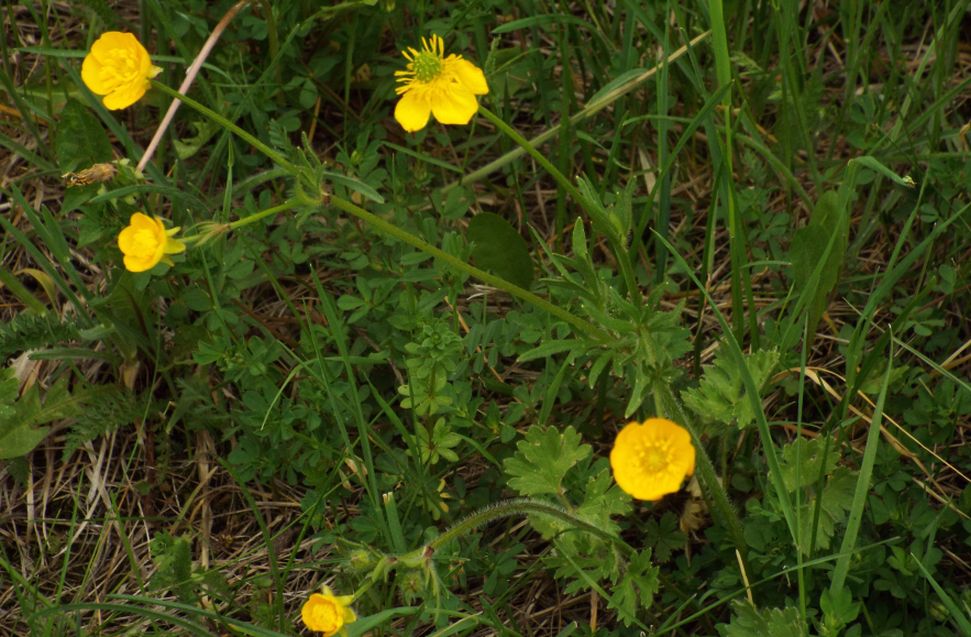 Ranunculus bulbosus