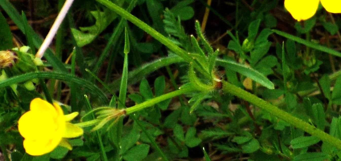 Ranunculus bulbosus