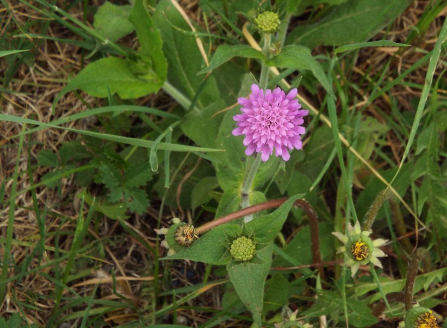 Knautia cfr. drymeia (Caprifoliaceae)