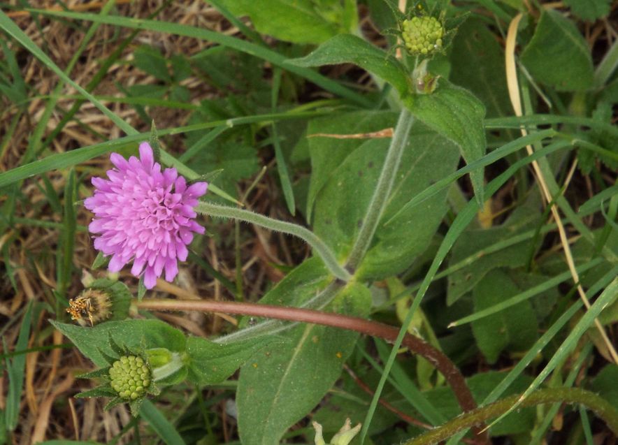 Knautia cfr. drymeia (Caprifoliaceae)