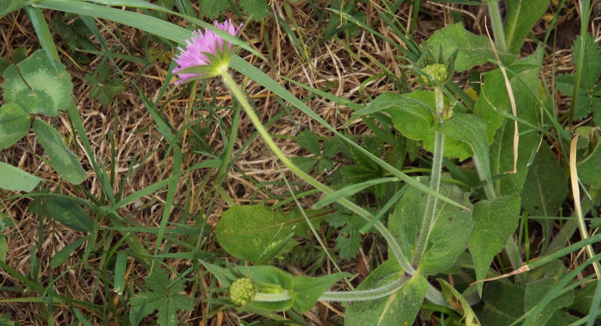 Knautia cfr. drymeia (Caprifoliaceae)