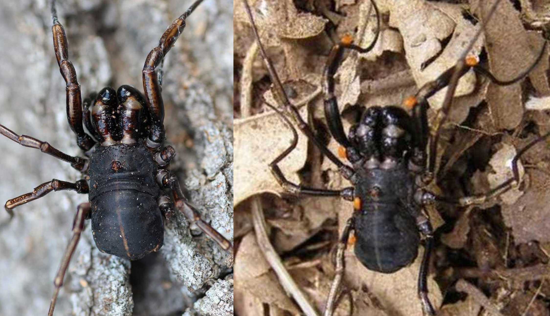 Phalangiidae: Zacheus crista, maschio