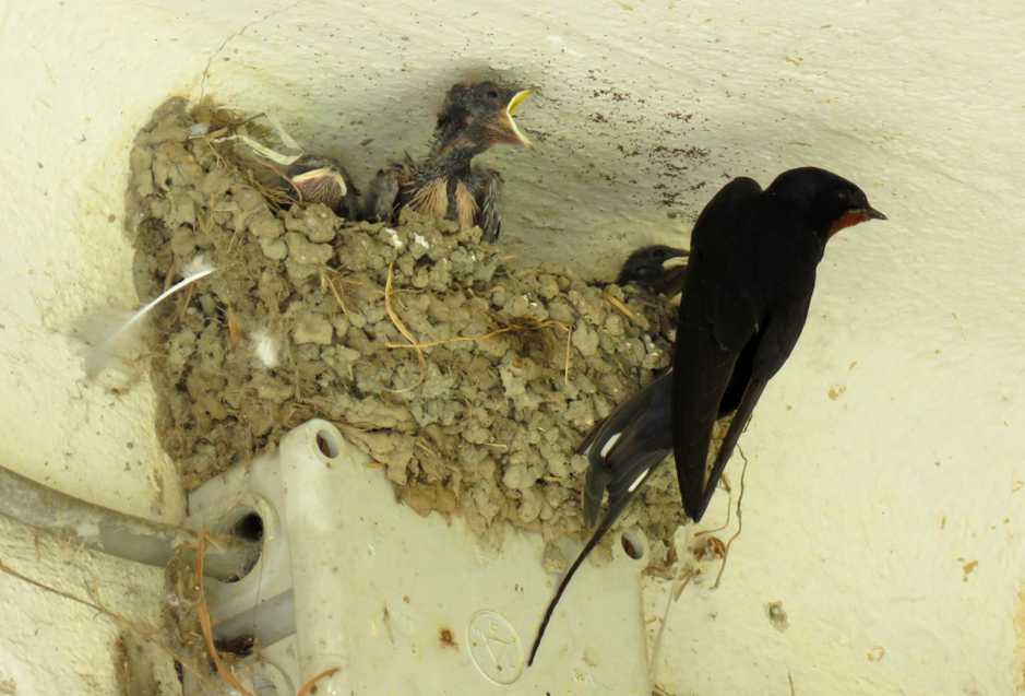 Rondine (Hirundo rustica) e rondinotti