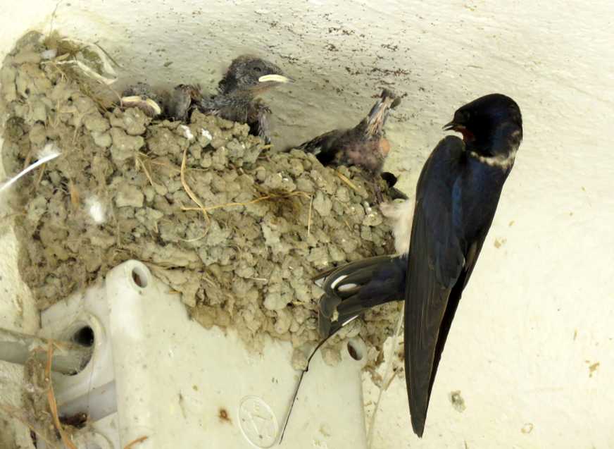 Rondine (Hirundo rustica) e rondinotti