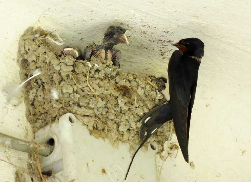 Rondine (Hirundo rustica) e rondinotti