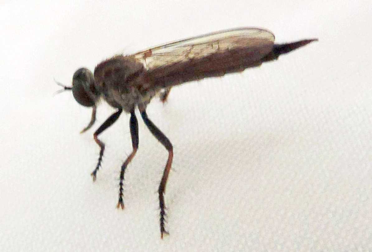 Piccolo Asilidae da identificare: femmina di Neomochterus/Cerdistus