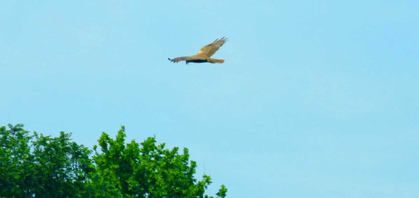 Falco di palude (Circus aeruginosus) e Gheppio (Falco tinnunculus), maschio