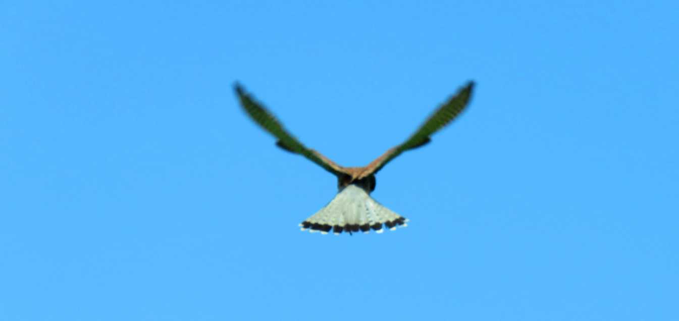 Falco di palude (Circus aeruginosus) e Gheppio (Falco tinnunculus), maschio