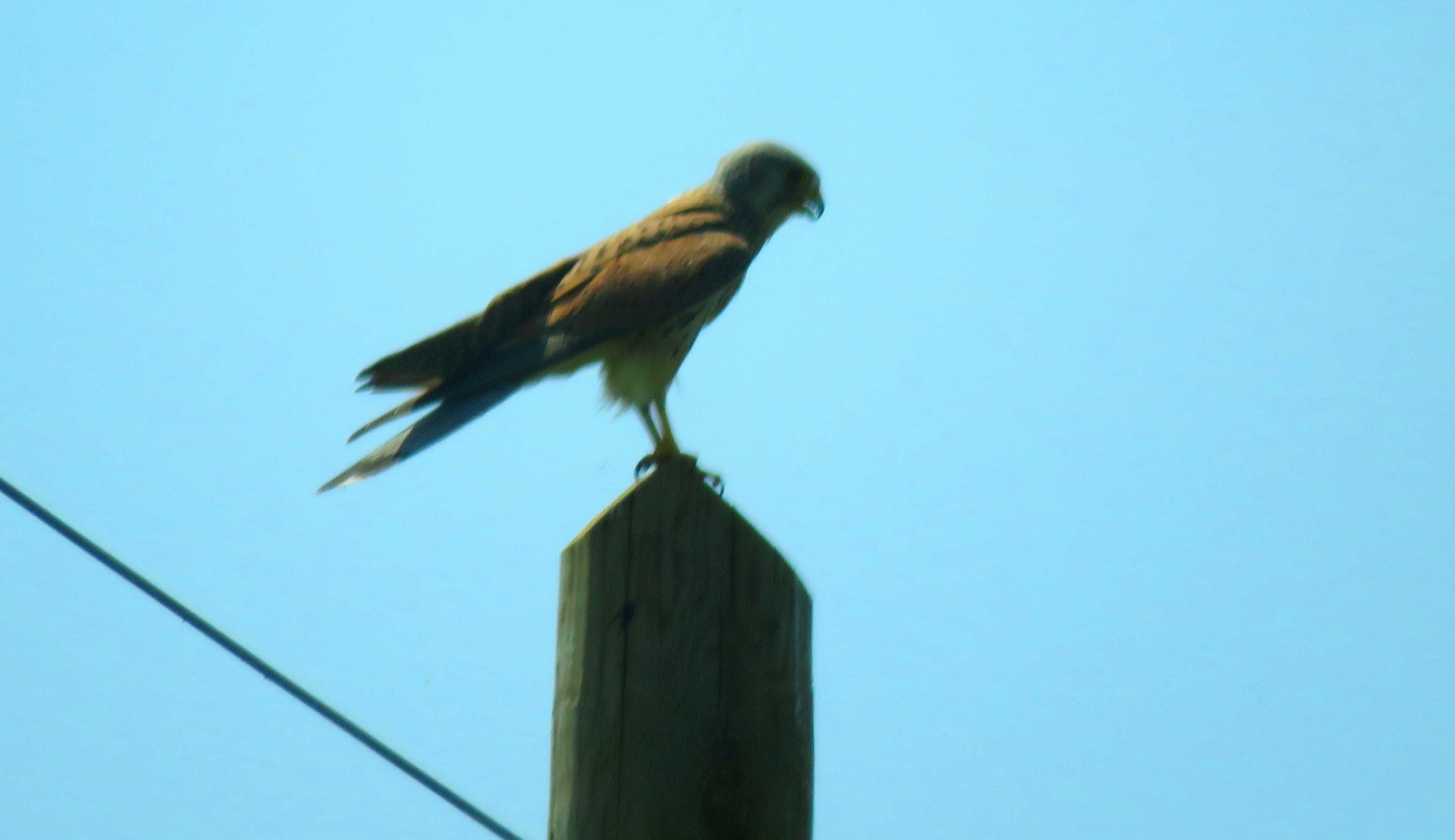 Falco di palude (Circus aeruginosus) e Gheppio (Falco tinnunculus), maschio