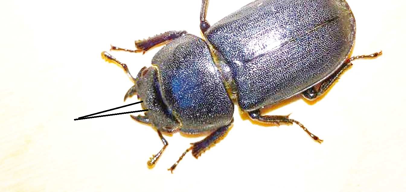 Dorcus parallelipipedus (Lucanidae), femmina