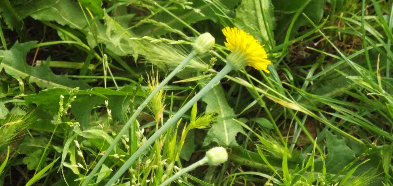 Asteracea - Hypochaeris radicata