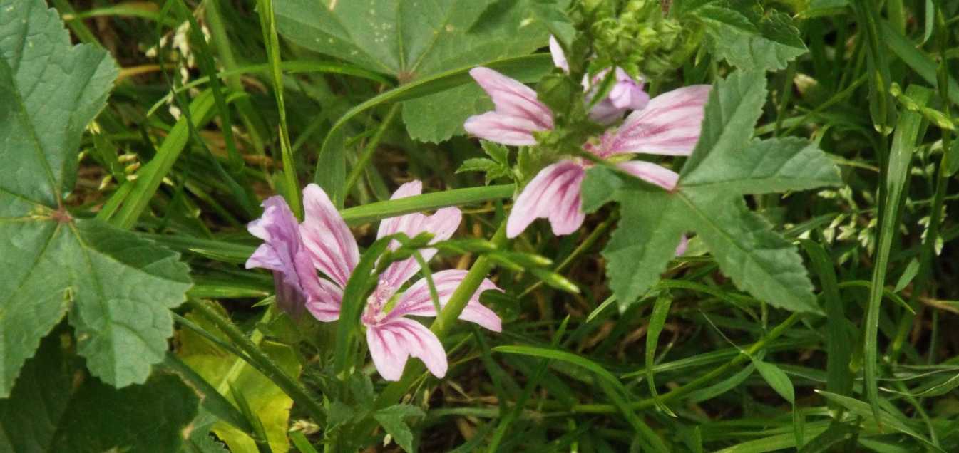 Quale malva?  Malva sylvestris