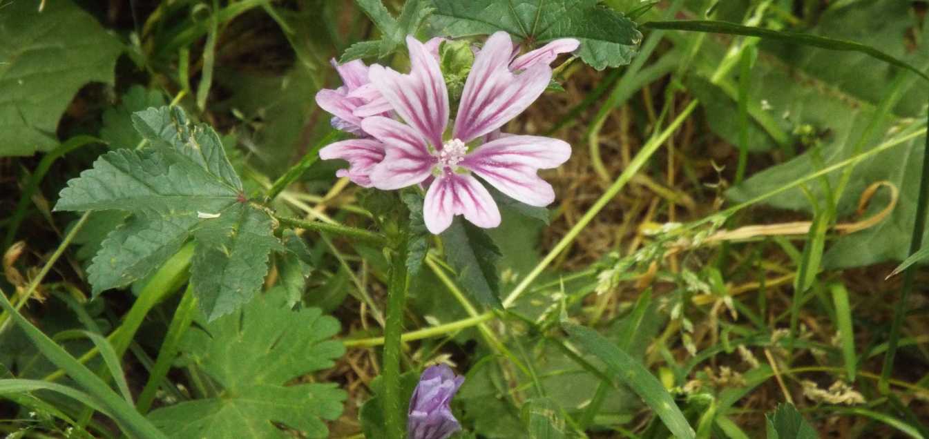 Quale malva?  Malva sylvestris