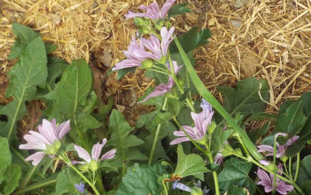 Quale malva?  Malva sylvestris