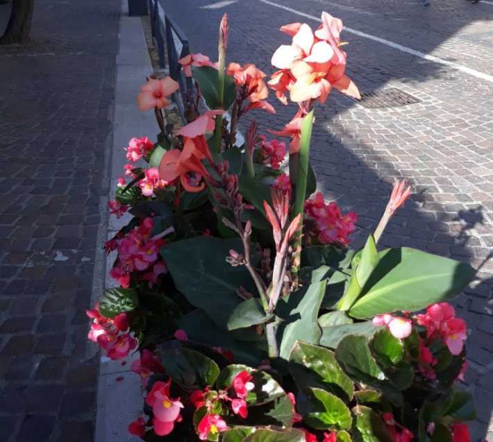 Canna indica (Cannaceae)