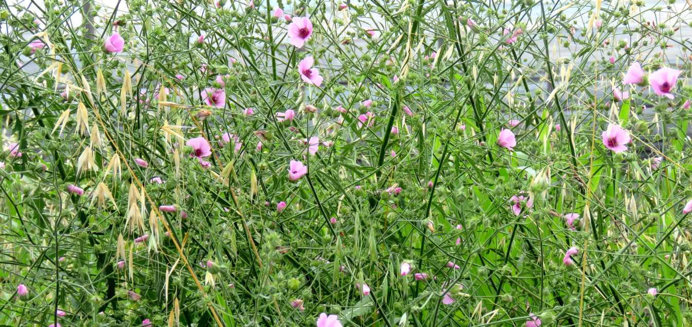 Althea cannabina (Malvaceae)