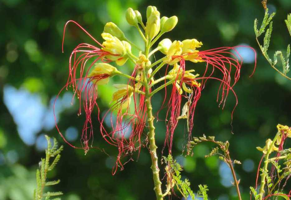 Caesalpinia gilliesii  (Fabaceae)
