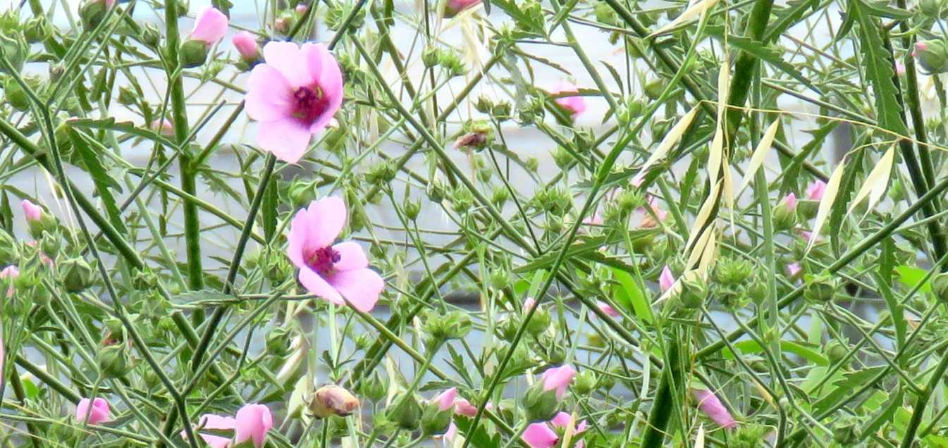 Althea cannabina (Malvaceae)