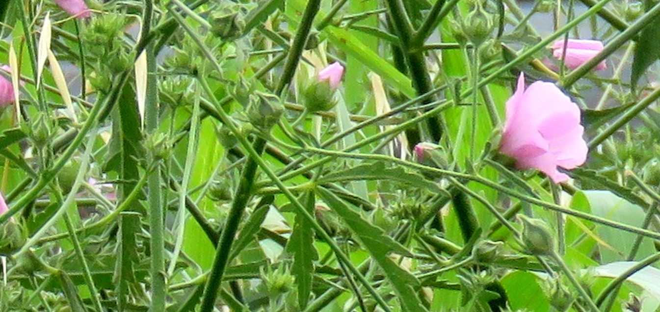 Althea cannabina (Malvaceae)