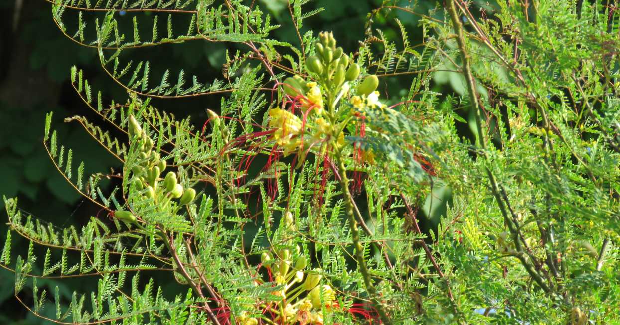 Caesalpinia gilliesii  (Fabaceae)