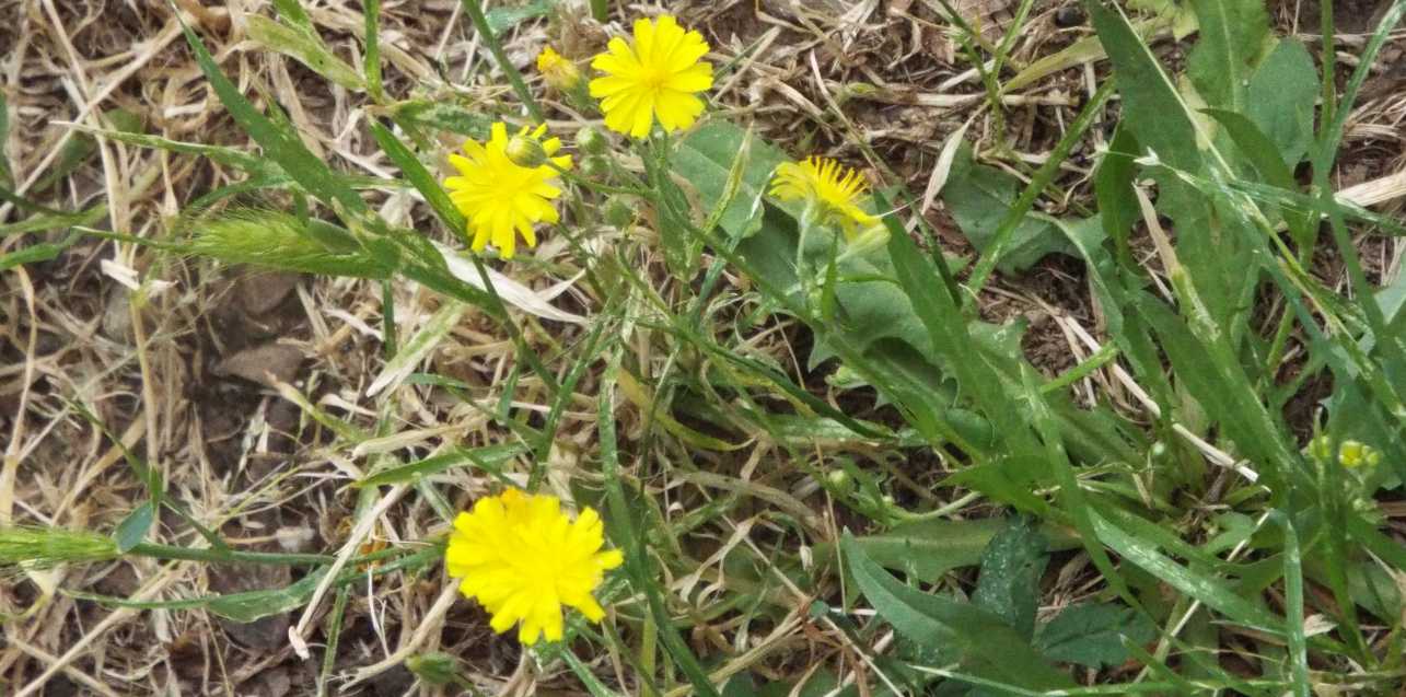 Altra asteracea:  cfr. Crepis sp.