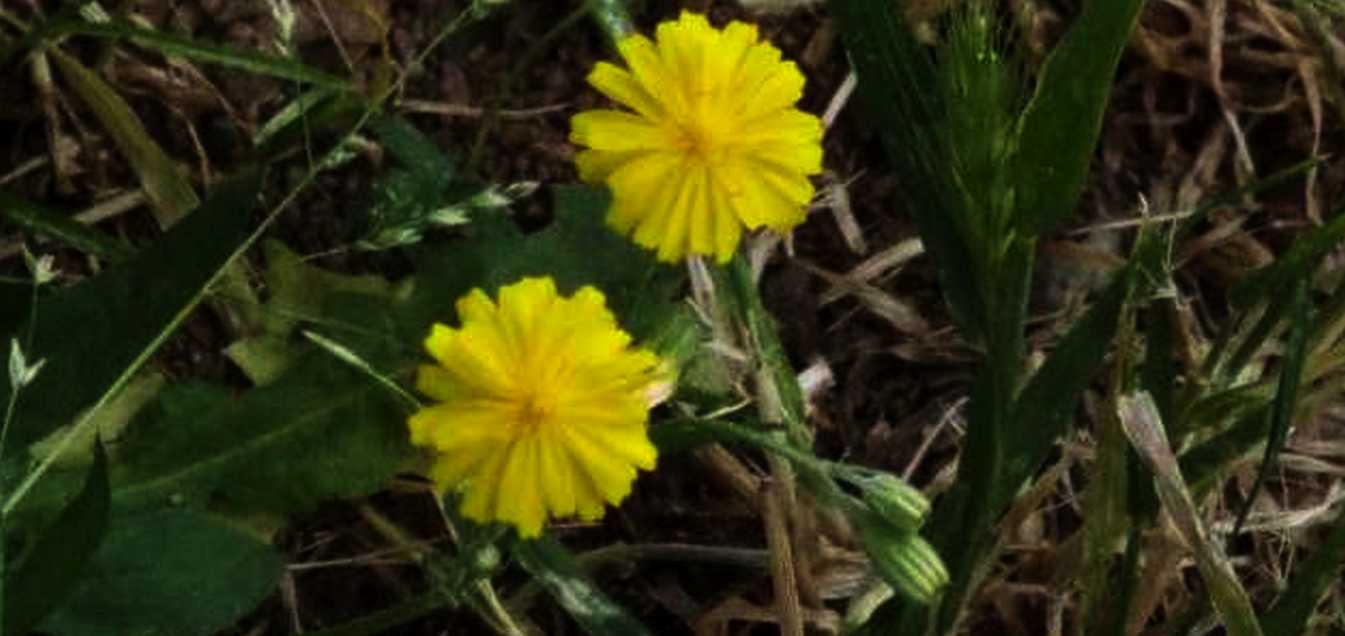 Altra asteracea:  cfr. Crepis sp.