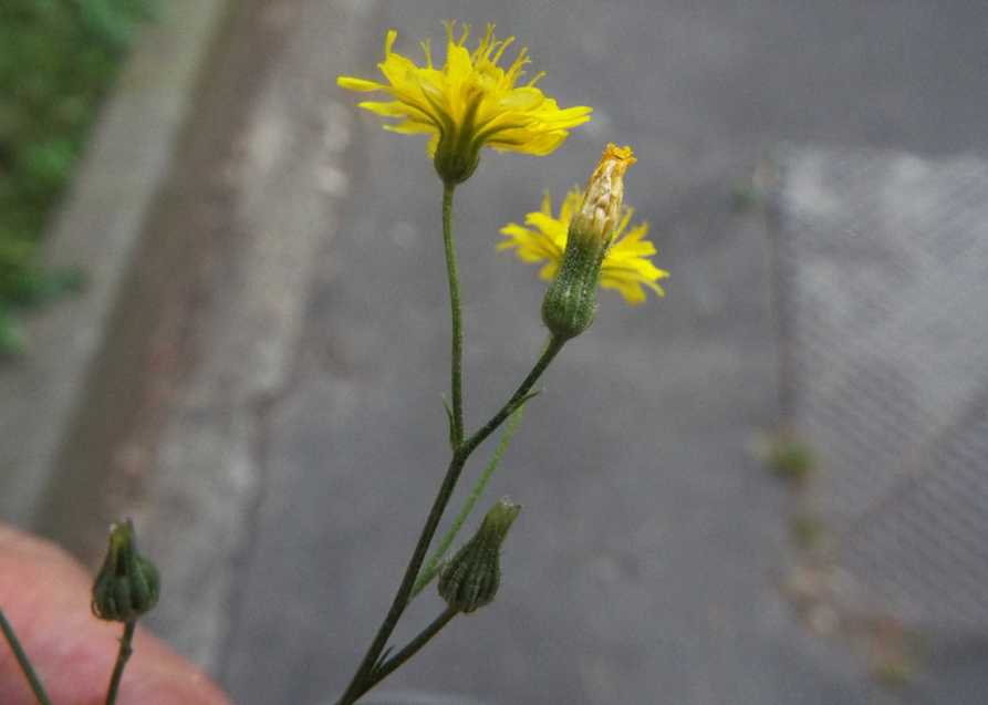 Altra asteracea:  cfr. Crepis sp.