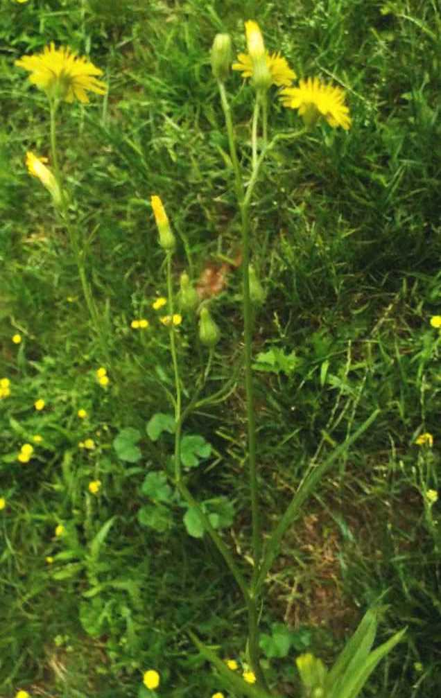 Altra asteracea:  cfr. Crepis sp.