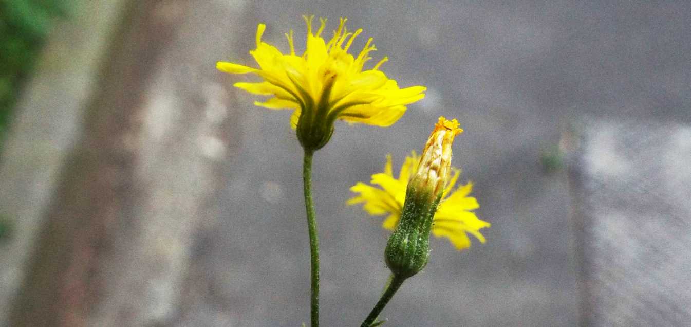 Altra asteracea:  cfr. Crepis sp.