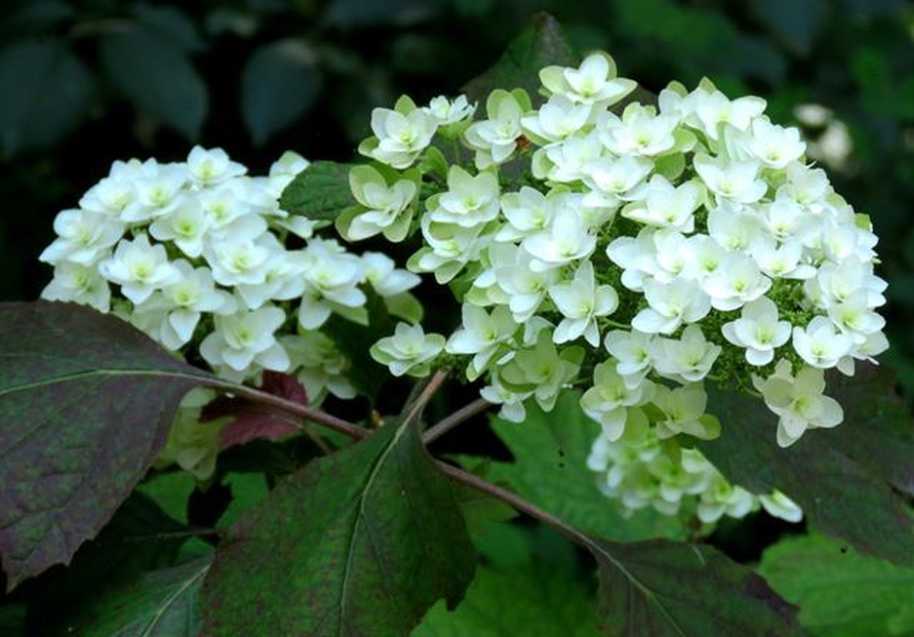 cv di  Hydrangea sp.