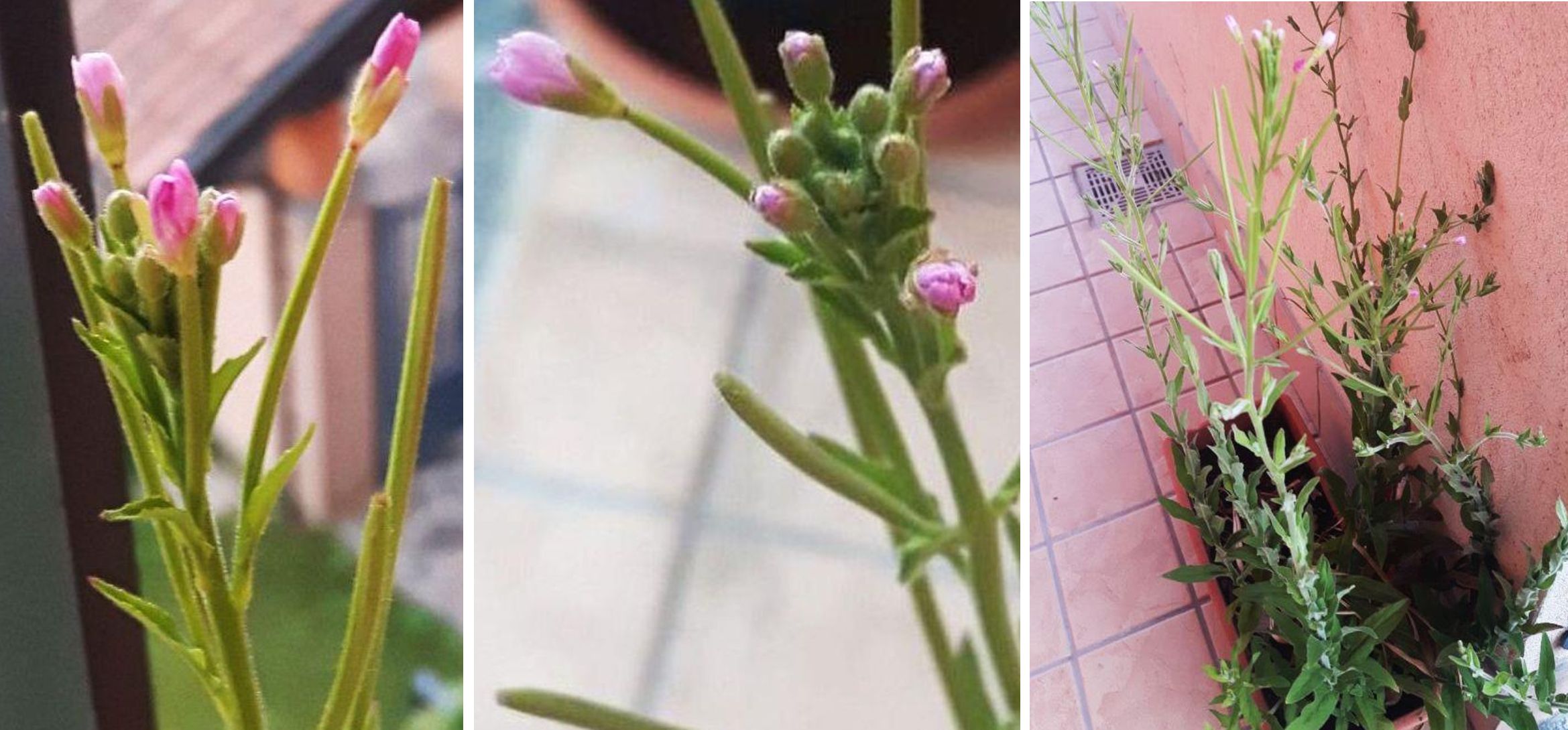 Epilobium ma...quale?